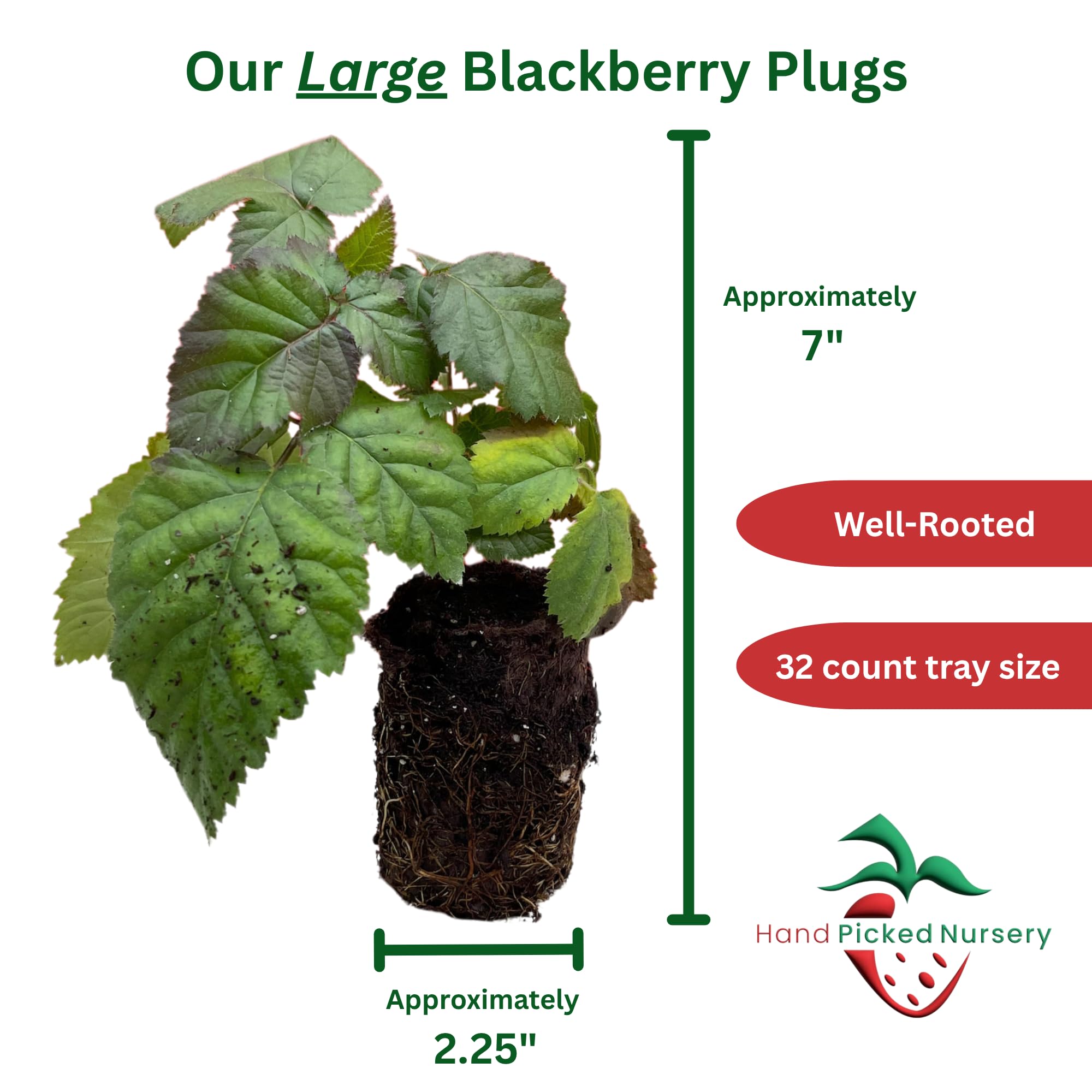 Amazon.com : 5 Chester Thornless BlackBerry Plants - 5 Large and